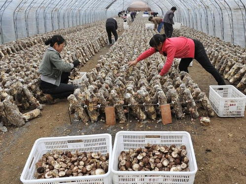 2019年中國食用菌產業回顧 工廠化產能過剩與菌種貿易新格局