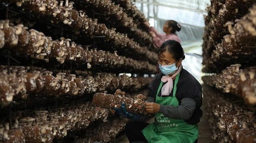 施甸縣創新菌種全產業鏈發展模式 認領、回購、售種與助銷助推食用菌產業國際化